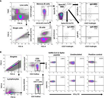 mRNA-based SARS-CoV-2 Comirnaty vaccine elicits weak and short specific memory B cell response in individuals with no previous infection